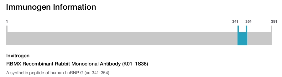 RBMX Recombinant Rabbit Monoclonal Antibody (K01_1S36)