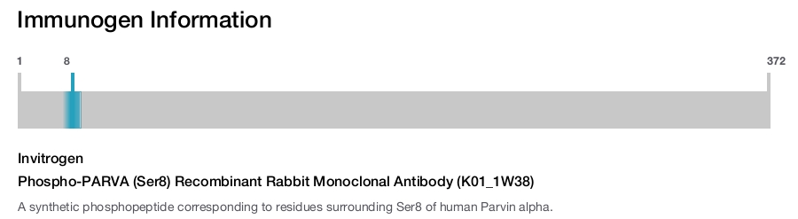 Phospho-PARVA (Ser8) Recombinant Rabbit Monoclonal Antibody (K01_1W38)