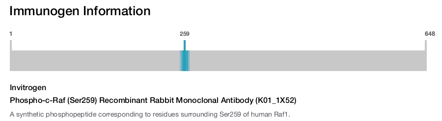Phospho-c-Raf (Ser259) Recombinant Rabbit Monoclonal Antibody (K01_1X52)