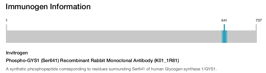 Phospho-GYS1 (Ser641) Recombinant Rabbit Monoclonal Antibody (K01_1R81)