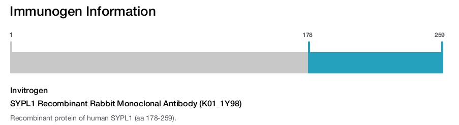 SYPL1 Recombinant Rabbit Monoclonal Antibody (K01_1Y98)