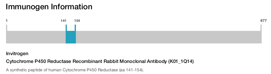 Cytochrome P450 Reductase Recombinant Rabbit Monoclonal Antibody (K01_1Q14)
