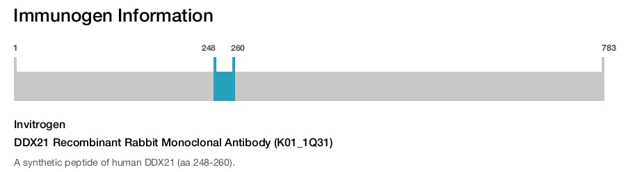 DDX21 Recombinant Rabbit Monoclonal Antibody (K01_1Q31)
