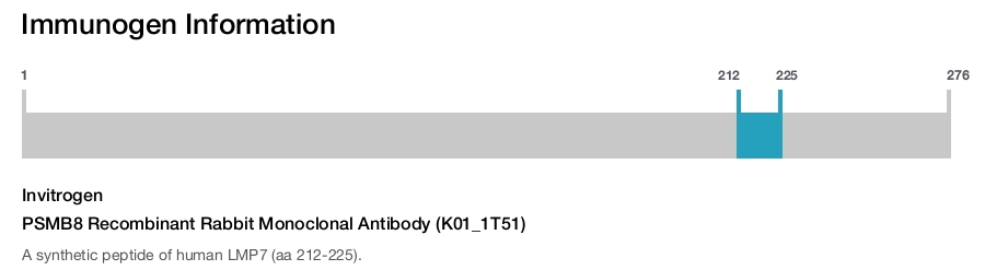 PSMB8 Recombinant Rabbit Monoclonal Antibody (K01_1T51)