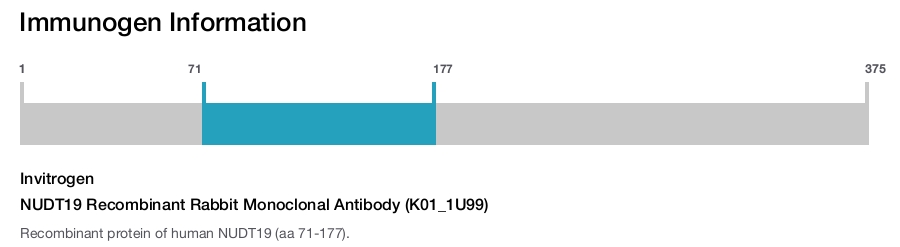 NUDT19 Recombinant Rabbit Monoclonal Antibody (K01_1U99)