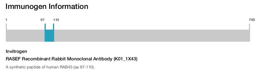 RASEF Recombinant Rabbit Monoclonal Antibody (K01_1X43)