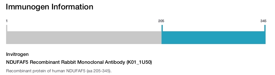 NDUFAF5 Recombinant Rabbit Monoclonal Antibody (K01_1U50)