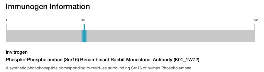 Phospho-Phospholamban (Ser16) Recombinant Rabbit Monoclonal Antibody (K01_1W72)