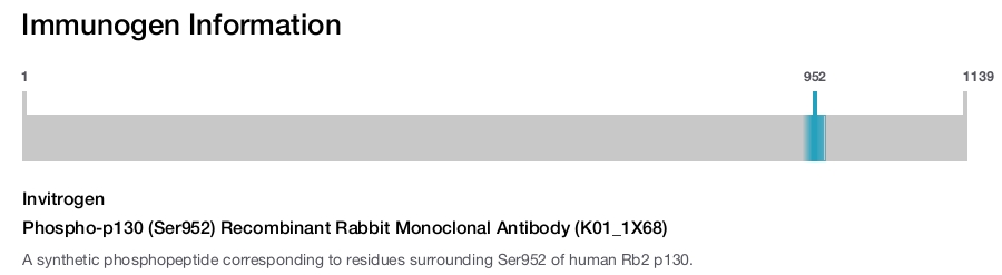 Phospho-p130 (Ser952) Recombinant Rabbit Monoclonal Antibody (K01_1X68)