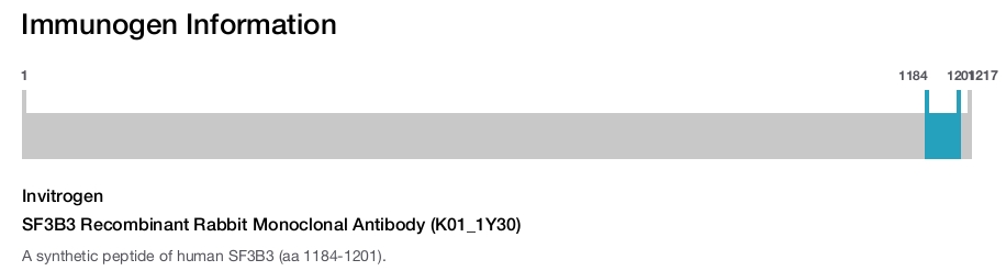 SF3B3 Recombinant Rabbit Monoclonal Antibody (K01_1Y30)