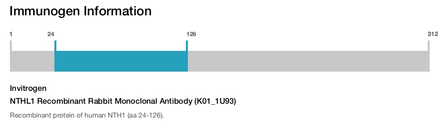 NTHL1 Recombinant Rabbit Monoclonal Antibody (K01_1U93)
