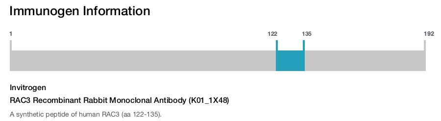 RAC3 Recombinant Rabbit Monoclonal Antibody (K01_1X48)