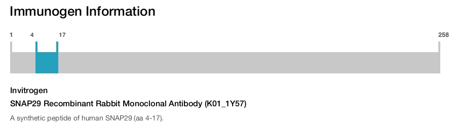 SNAP29 Recombinant Rabbit Monoclonal Antibody (K01_1Y57)