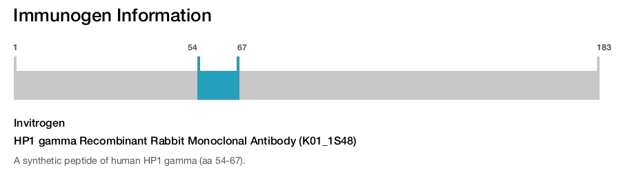 HP1 gamma Recombinant Rabbit Monoclonal Antibody (K01_1S48)