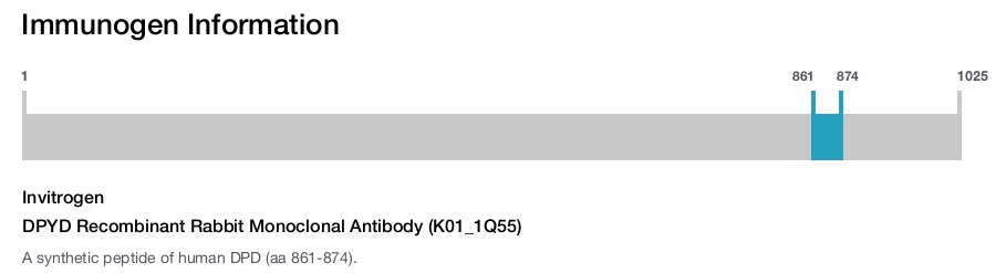 DPYD Recombinant Rabbit Monoclonal Antibody (K01_1Q55)