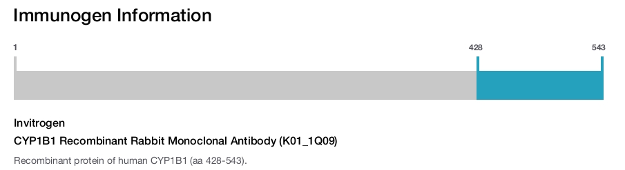 CYP1B1 Recombinant Rabbit Monoclonal Antibody (K01_1Q09)