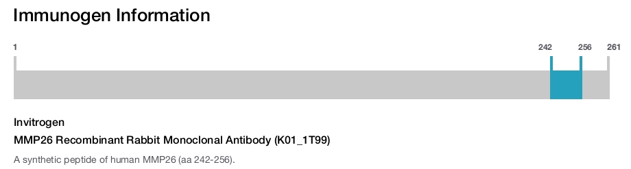 MMP26 Recombinant Rabbit Monoclonal Antibody (K01_1T99)