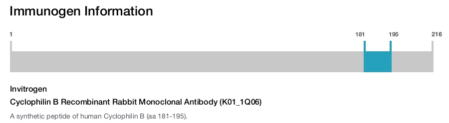 Cyclophilin B Recombinant Rabbit Monoclonal Antibody (K01_1Q06)