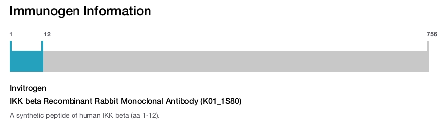 IKK beta Recombinant Rabbit Monoclonal Antibody (K01_1S80)
