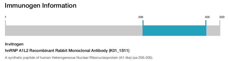 hnRNP A1L2 Recombinant Rabbit Monoclonal Antibody (K01_1S11)