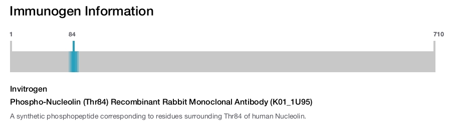 Phospho-Nucleolin (Thr84) Recombinant Rabbit Monoclonal Antibody (K01_1U95)