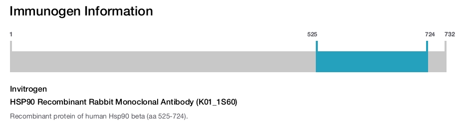 HSP90 Recombinant Rabbit Monoclonal Antibody (K01_1S60)