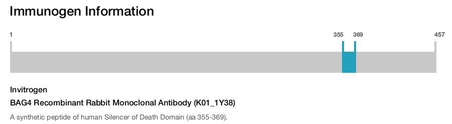 BAG4 Recombinant Rabbit Monoclonal Antibody (K01_1Y38)