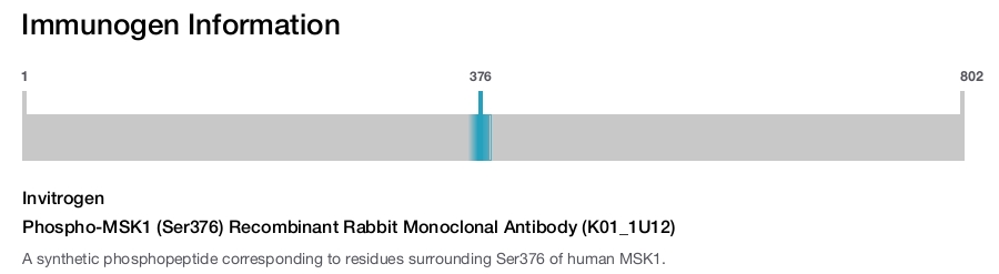 Phospho-MSK1 (Ser376) Recombinant Rabbit Monoclonal Antibody (K01_1U12)