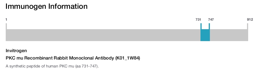PKC mu Recombinant Rabbit Monoclonal Antibody (K01_1W84)