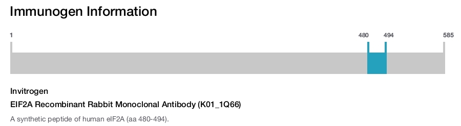 EIF2A Recombinant Rabbit Monoclonal Antibody (K01_1Q66)