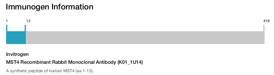 MST4 Recombinant Rabbit Monoclonal Antibody (K01_1U14)