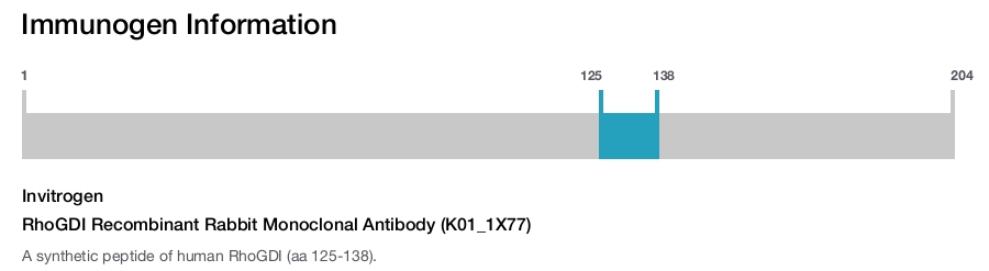 RhoGDI Recombinant Rabbit Monoclonal Antibody (K01_1X77)