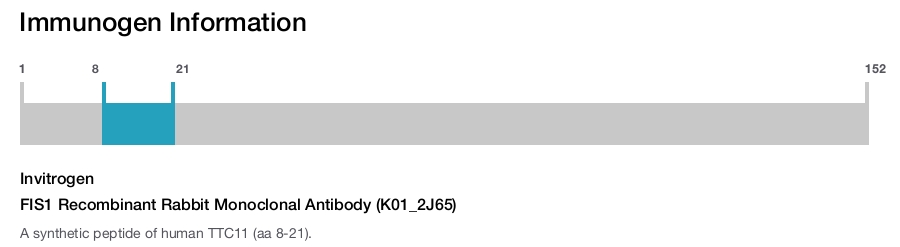 FIS1 Recombinant Rabbit Monoclonal Antibody (K01_2J65)