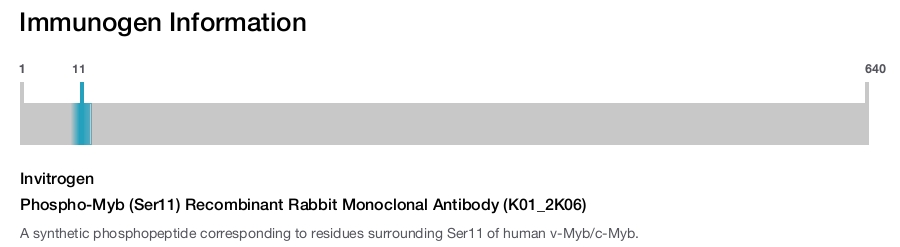 Phospho-Myb (Ser11) Recombinant Rabbit Monoclonal Antibody (K01_2K06)