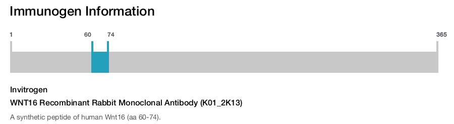WNT16 Recombinant Rabbit Monoclonal Antibody (K01_2K13)
