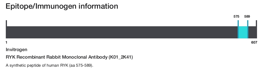 RYK Recombinant Rabbit Monoclonal Antibody (K01_2K41)