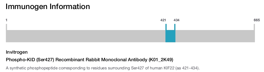 Phospho-KID (Ser427) Recombinant Rabbit Monoclonal Antibody (K01_2K49)