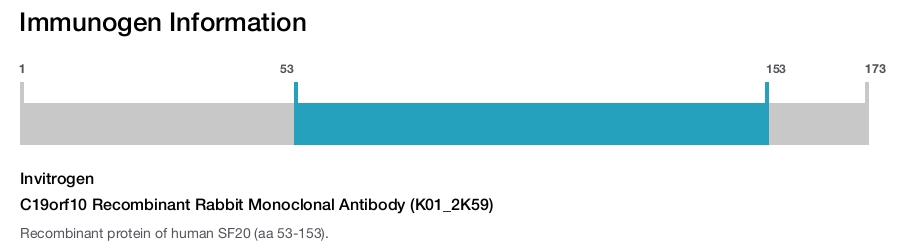 C19orf10 Recombinant Rabbit Monoclonal Antibody (K01_2K59)