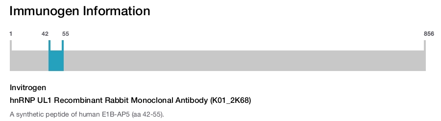 hnRNP UL1 Recombinant Rabbit Monoclonal Antibody (K01_2K68)