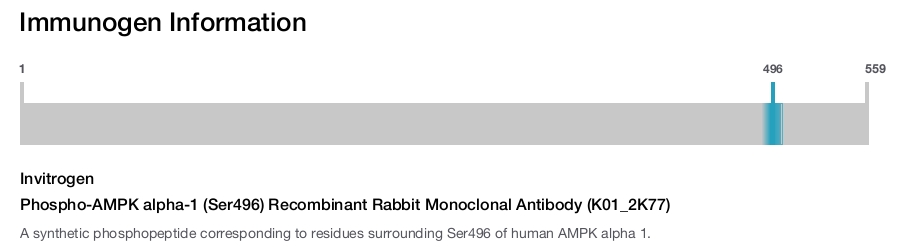 Phospho-AMPK alpha-1 (Ser496) Recombinant Rabbit Monoclonal Antibody (K01_2K77)