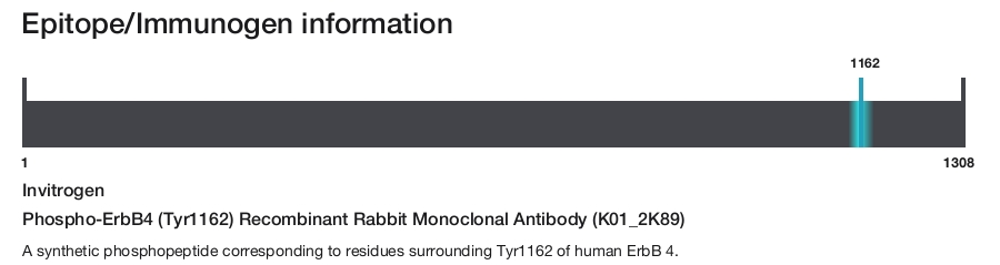 Phospho-ErbB4 (Tyr1162) Recombinant Rabbit Monoclonal Antibody (K01_2K89)