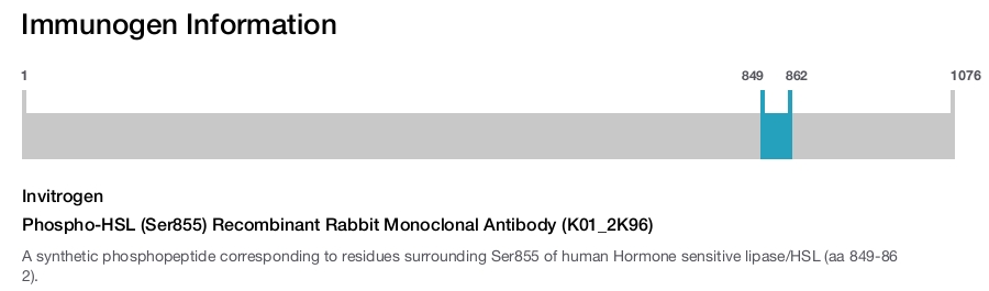 Phospho-HSL (Ser855) Recombinant Rabbit Monoclonal Antibody (K01_2K96)