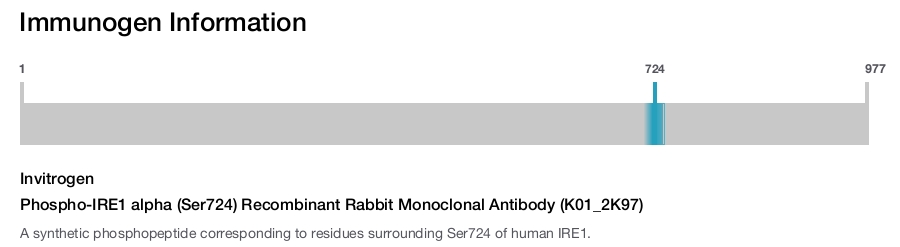 Phospho-IRE1 alpha (Ser724) Recombinant Rabbit Monoclonal Antibody (K01_2K97)