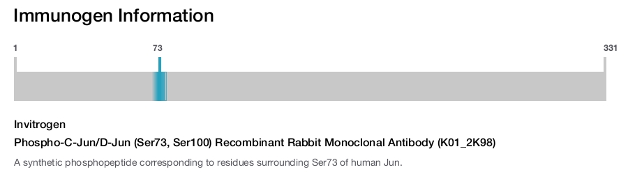 Phospho-C-Jun/D-Jun (Ser73, Ser100) Recombinant Rabbit Monoclonal Antibody (K01_2K98)