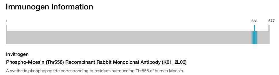 Phospho-Moesin (Thr558) Recombinant Rabbit Monoclonal Antibody (K01_2L03)