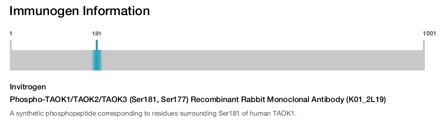 Phospho-TAOK1/TAOK2/TAOK3 (Ser181, Ser177) Recombinant Rabbit Monoclonal Antibody (K01_2L19)