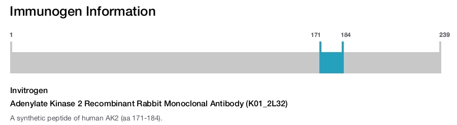 Adenylate Kinase 2 Recombinant Rabbit Monoclonal Antibody (K01_2L32)