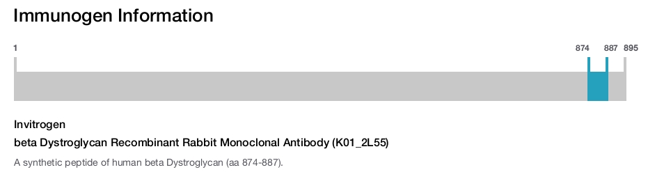 beta Dystroglycan Recombinant Rabbit Monoclonal Antibody (K01_2L55)