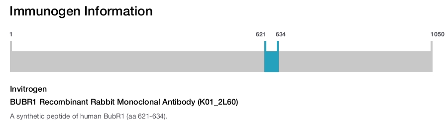 BUBR1 Recombinant Rabbit Monoclonal Antibody (K01_2L60)
