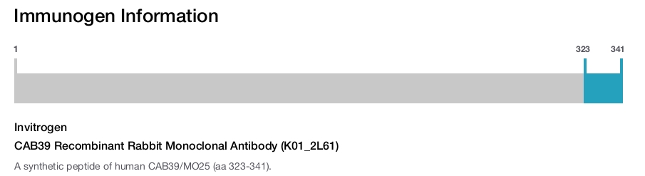 CAB39 Recombinant Rabbit Monoclonal Antibody (K01_2L61)